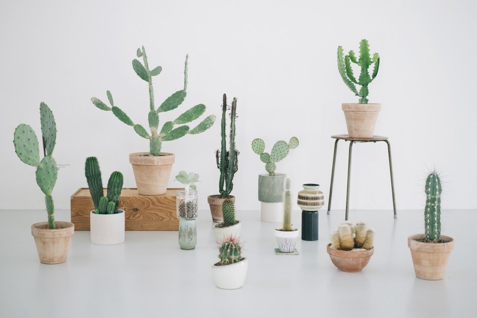 Кактусы в интерьере