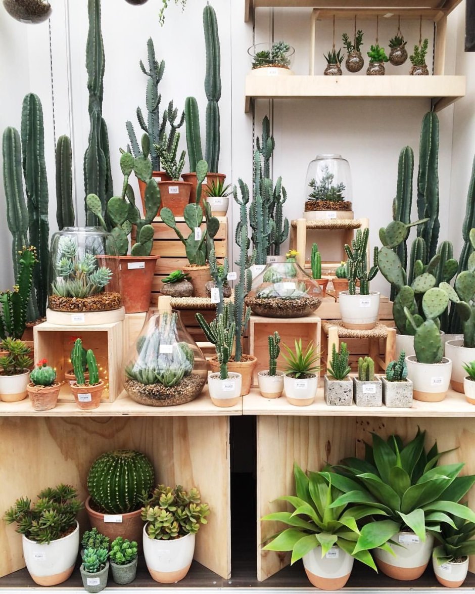 Полки для суккулентов