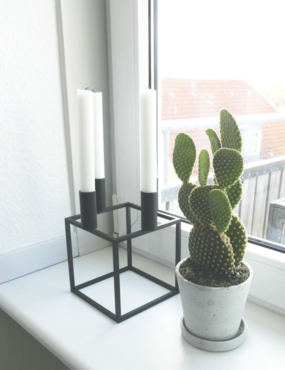 Кактусы в интерьере