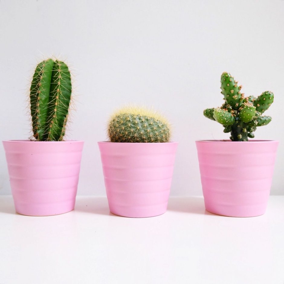 Кактус Пинтерест