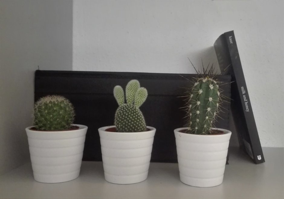 Кактусы Эстетика минимализма