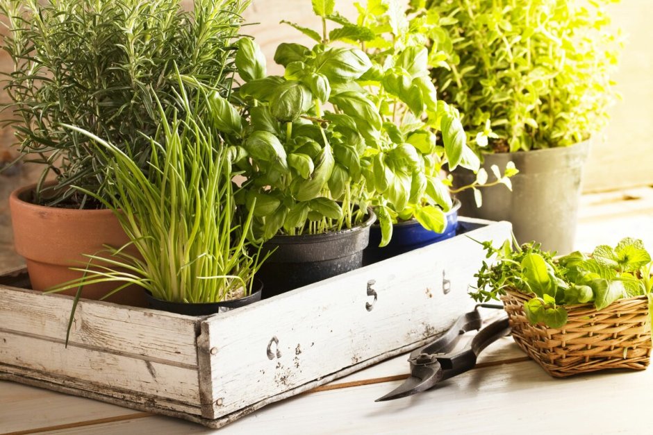 Гарден Китчен Garden Kitchen