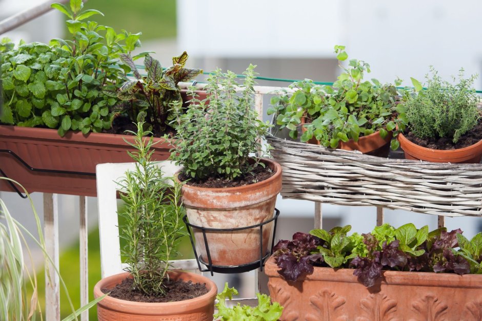 Click and grow Smart Garden