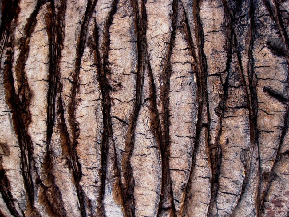 Текстура кора африканского дерева
