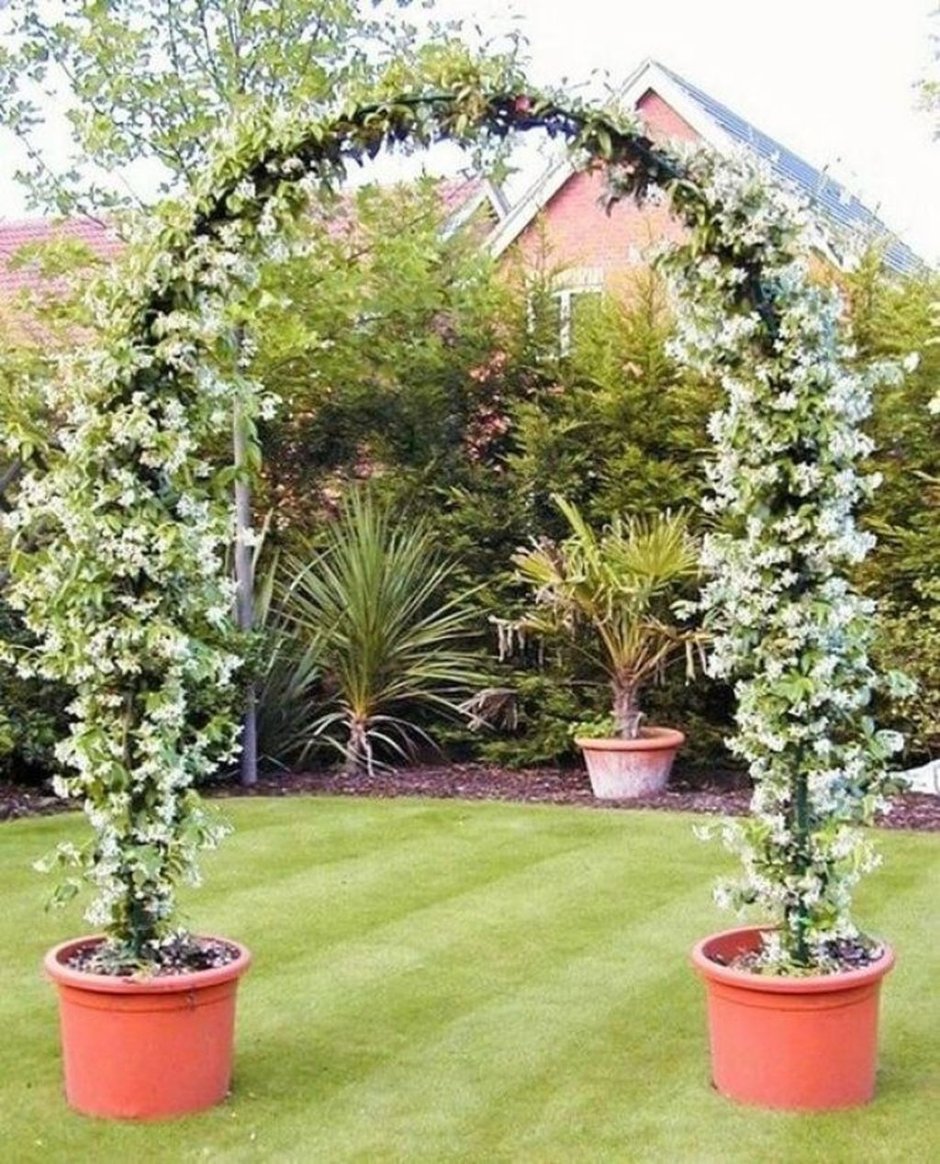 Жасмин садовый аркой