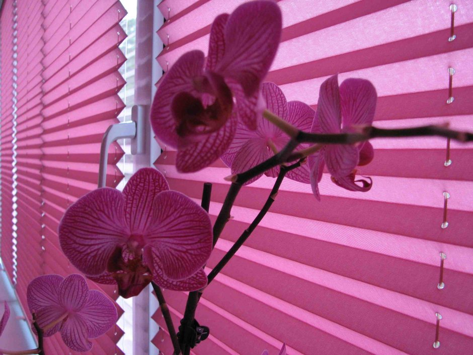 Шторы плиссе розовые