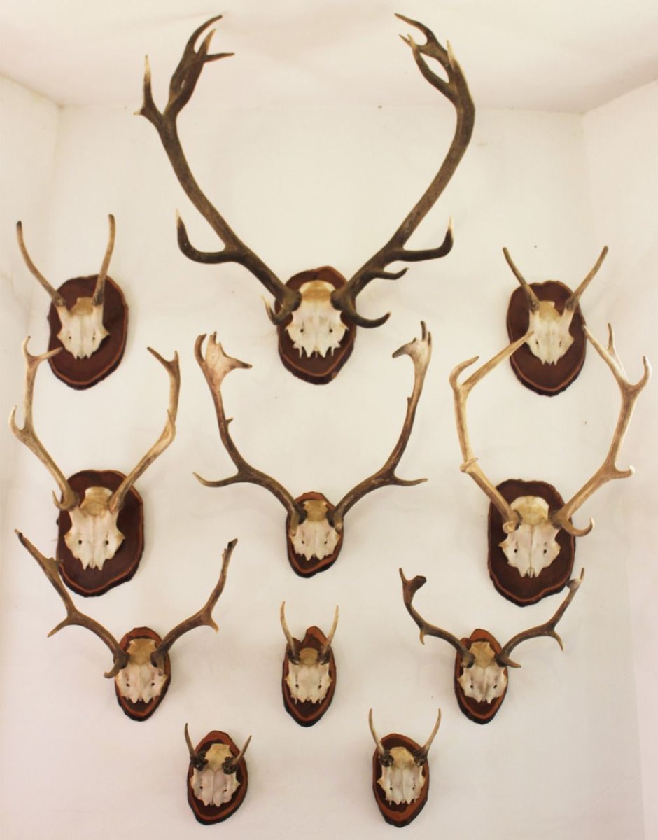 Рога животных на стену