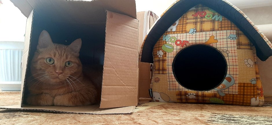 Котик для бумажного домика