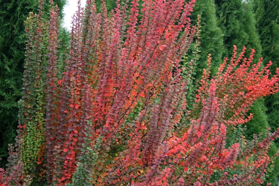 Барбарис Тунберга (Berberis thunbergii &#96;Red Pillar&#96;)