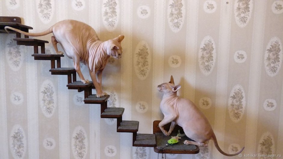 Настенные полки для кошек
