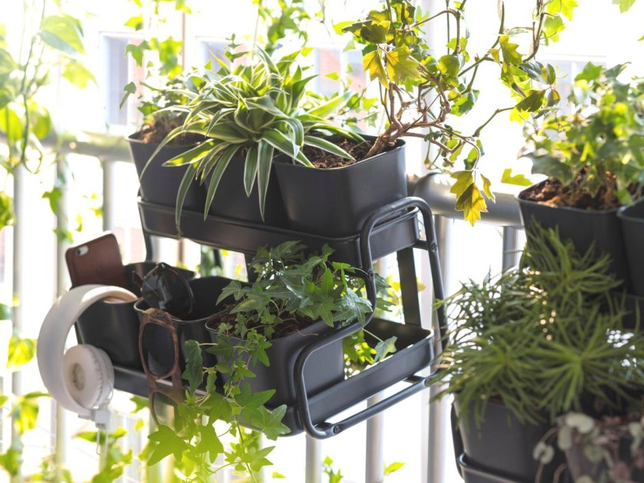 Зеленые растения для балконных ящиков