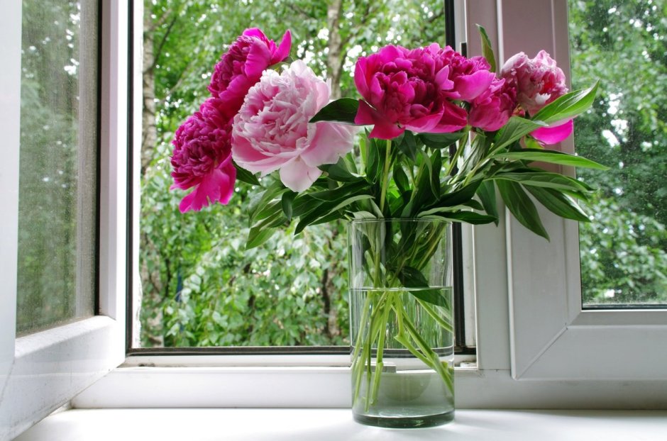 Домашние розовые цветы на подоконнике