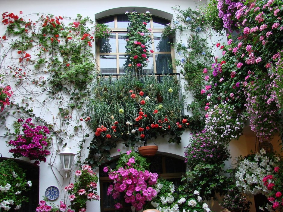 Цветы на фасаде дома