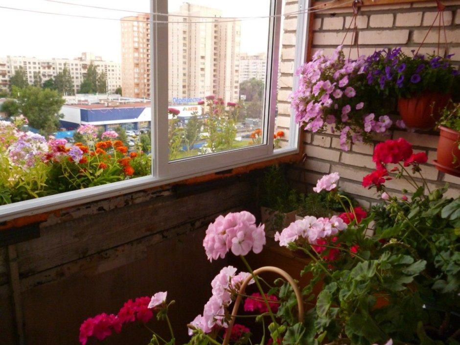 Розы на балконе в вазонах