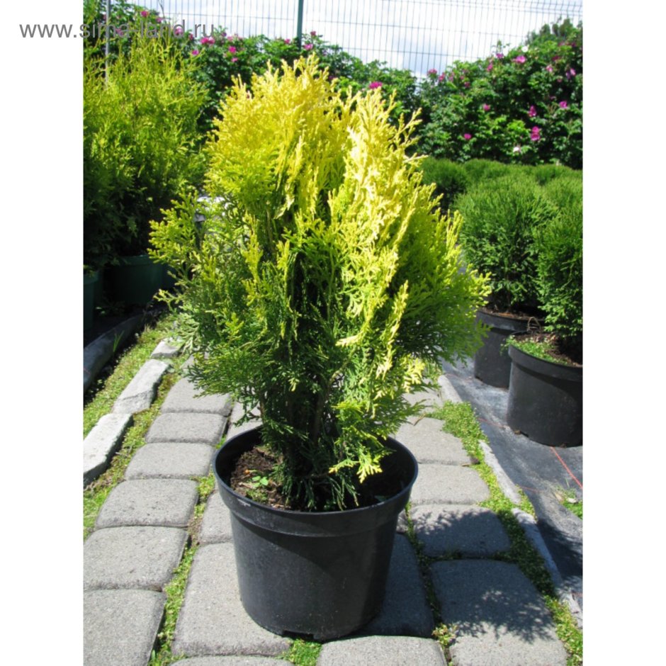 Туя Восточная Aurea Nana