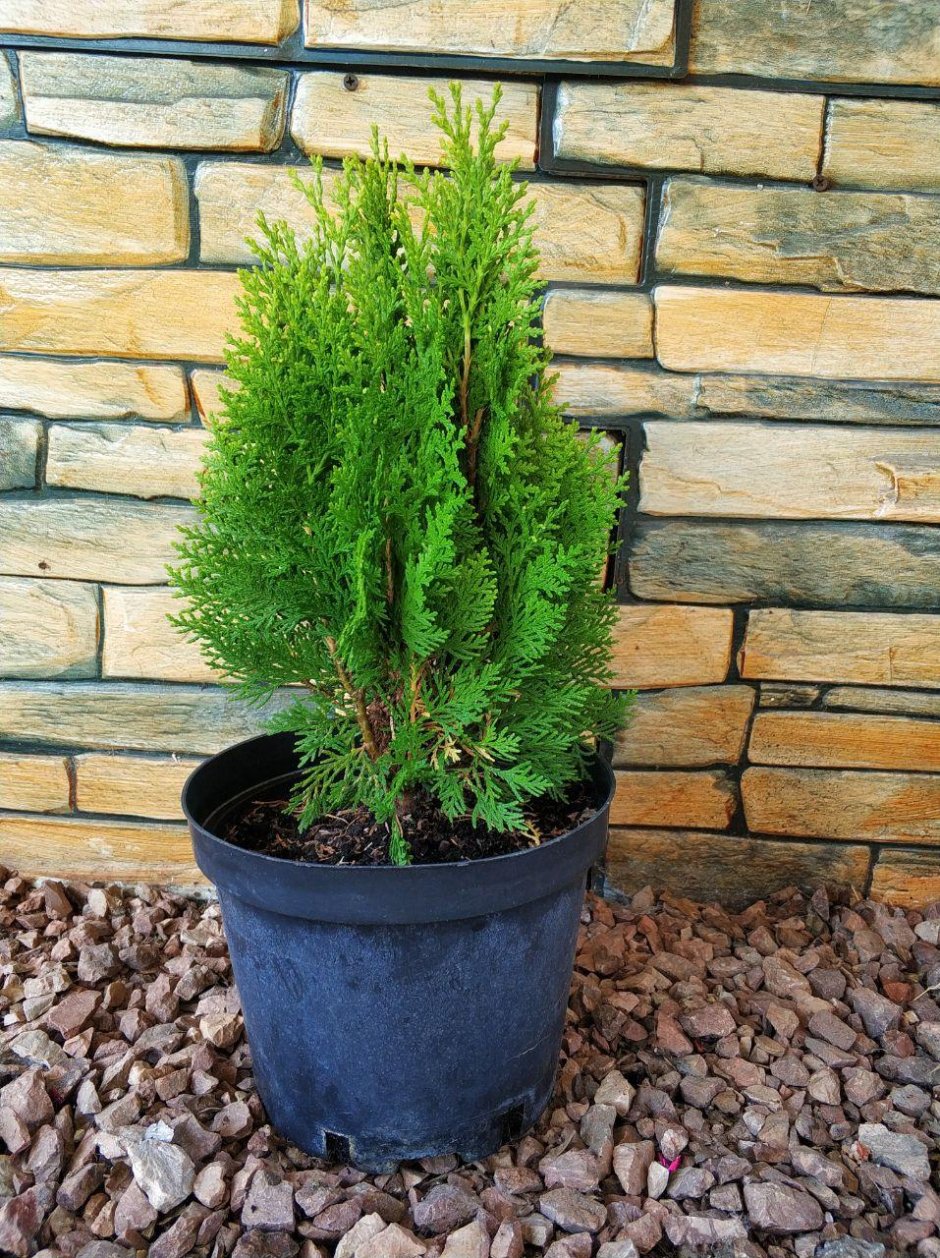 Туя Западная Aurea Nana