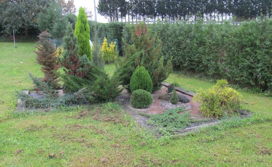 Thuja Orient. 'Aurea Nana'