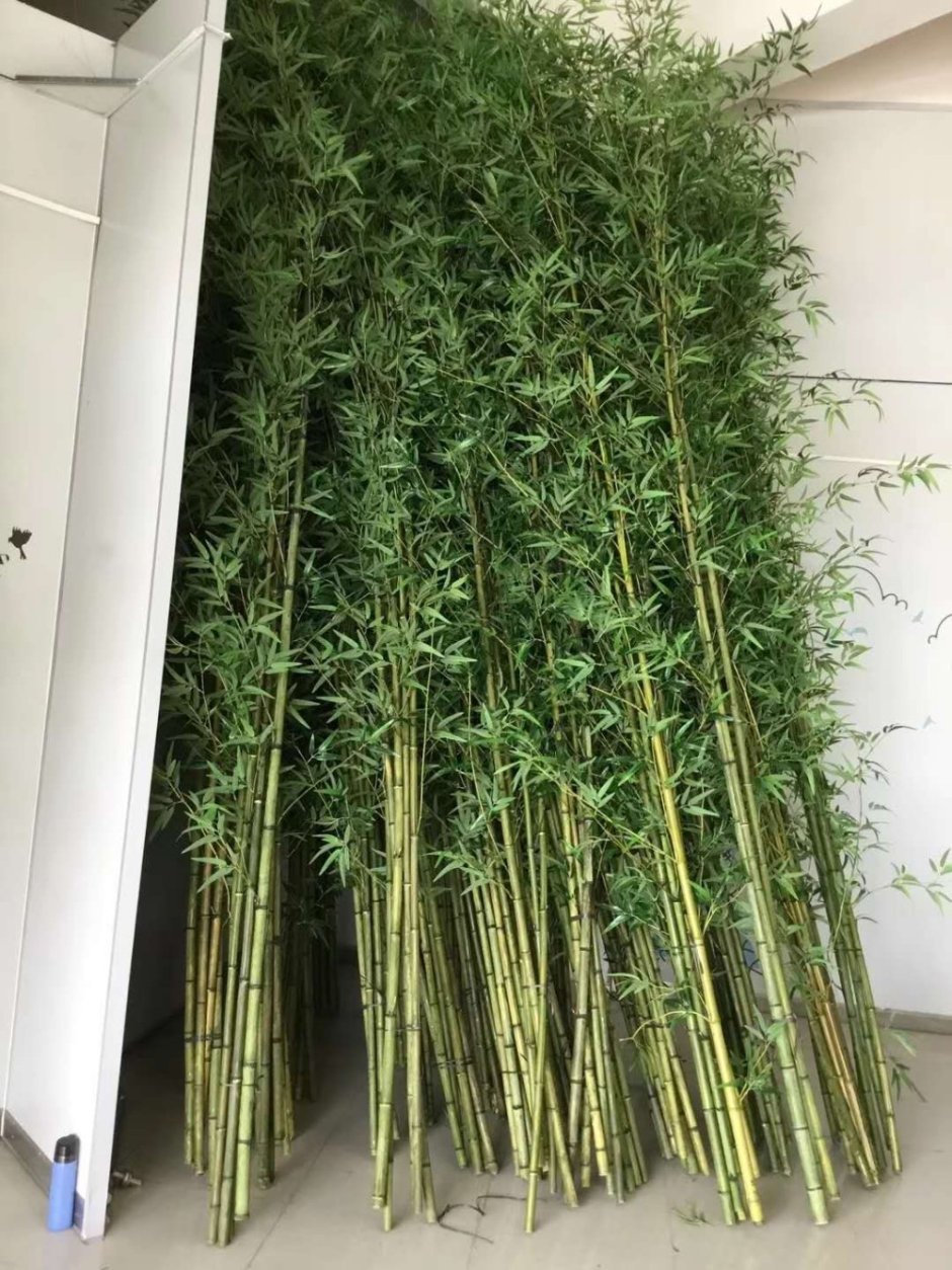 Китайский домашняя бамбук