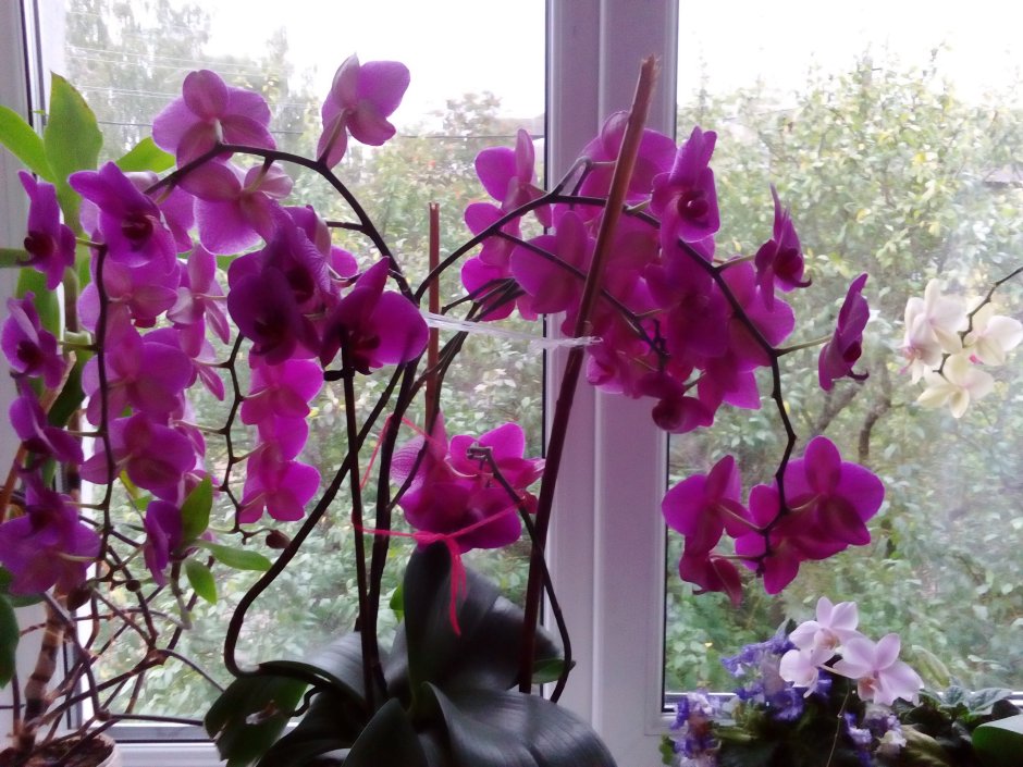 Много орхидей в квартире