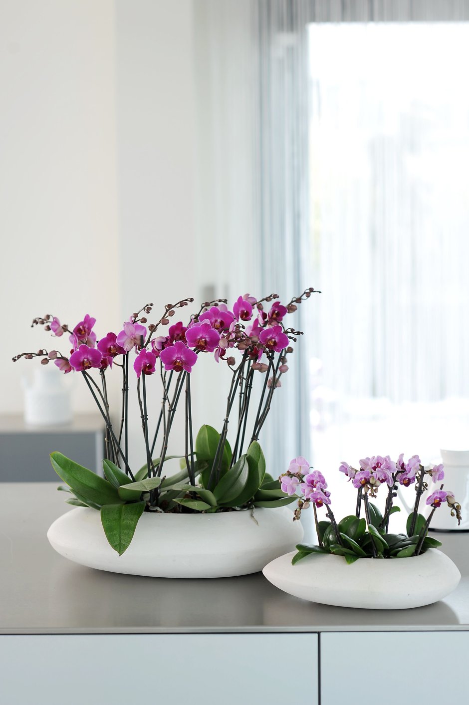 Орхидея комнатная на подоконнике