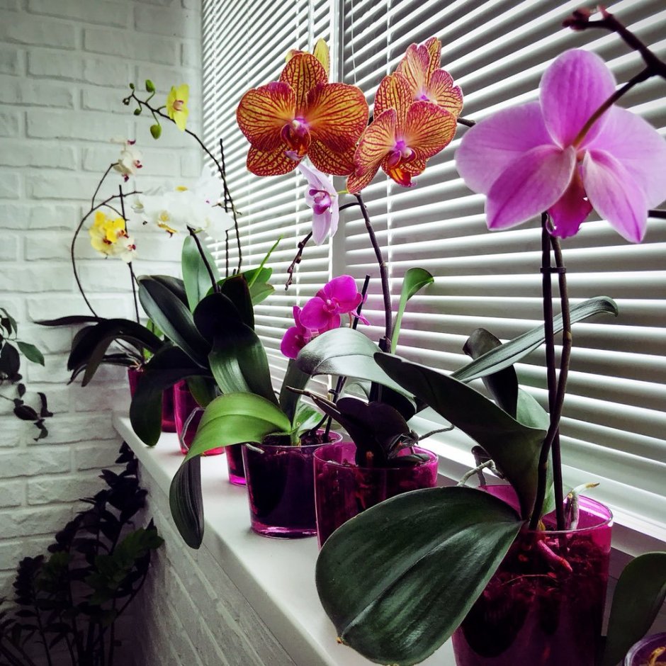 Много орхидей на подоконнике