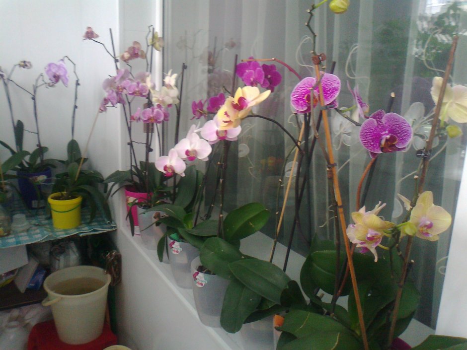 Орхидея в горшке на подоконнике