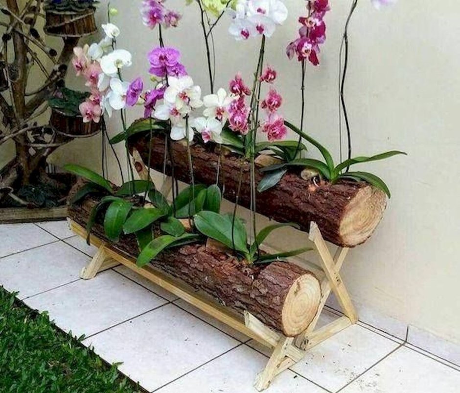 Houseplants Орхидея