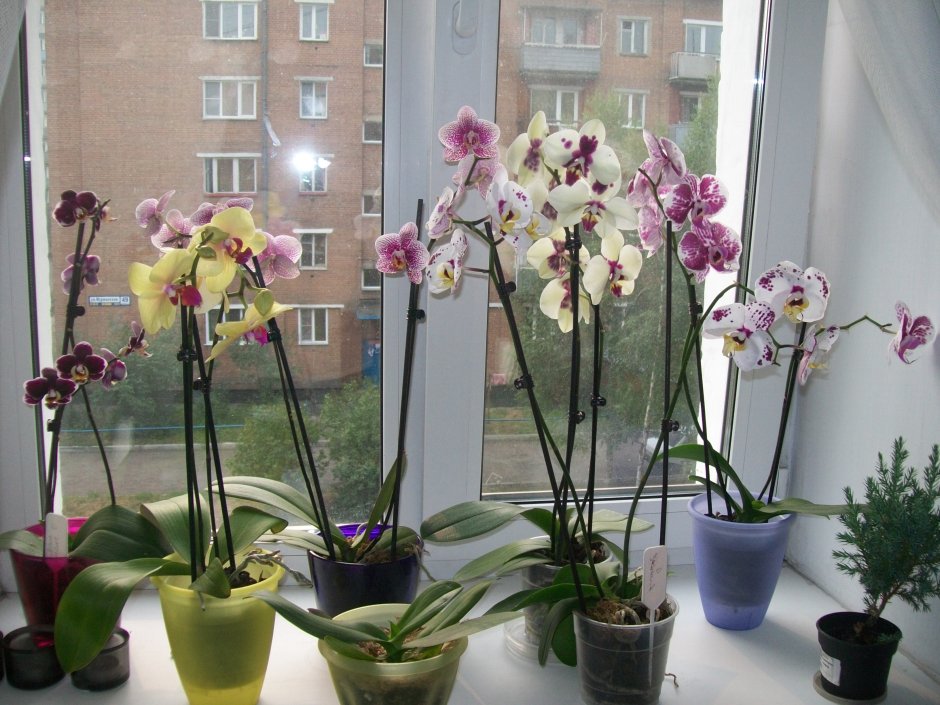 Орхидея в горшке на окне