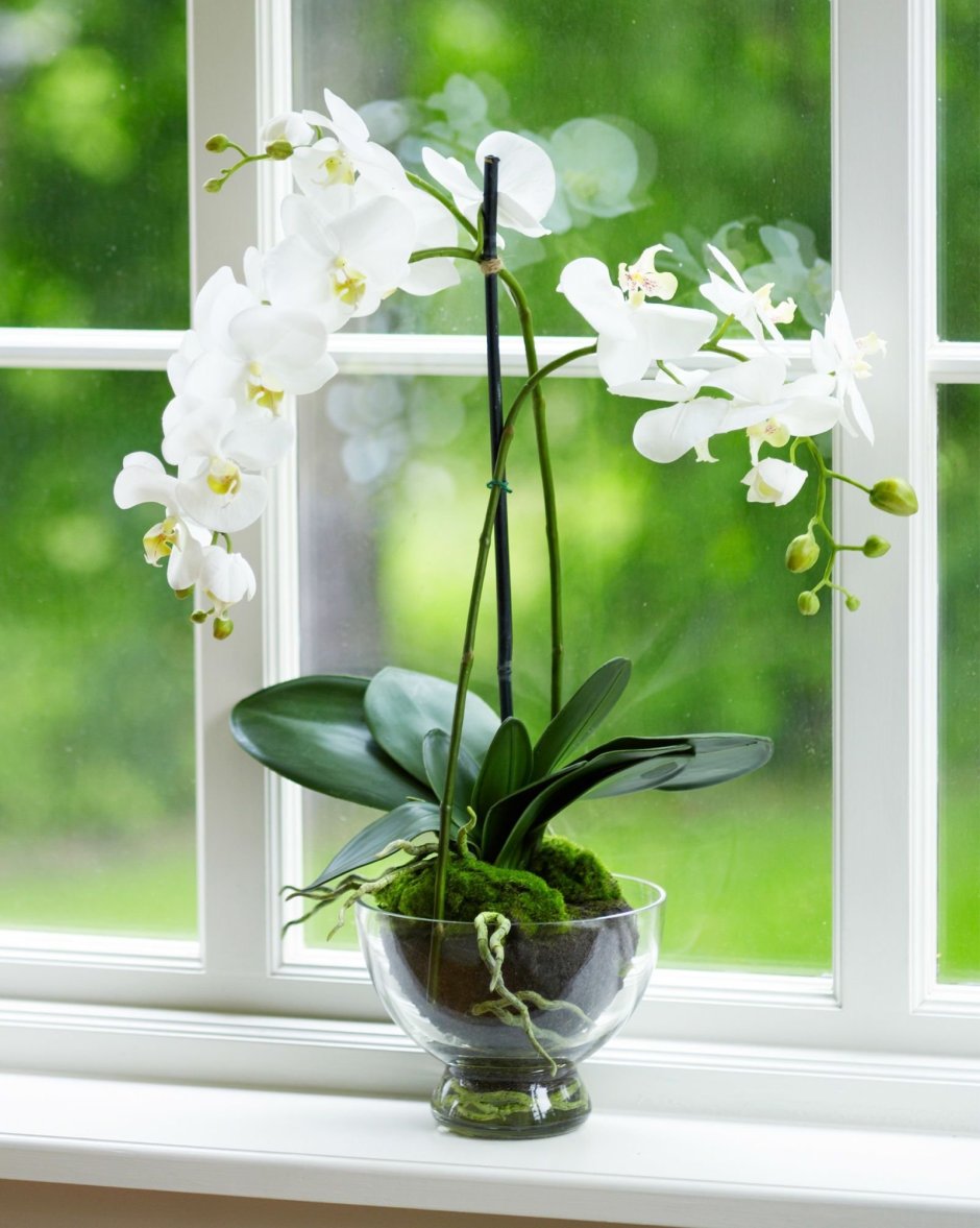 Орхидея цветет