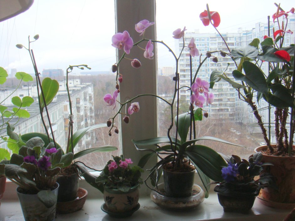 Орхидеи в горшках в интерьере