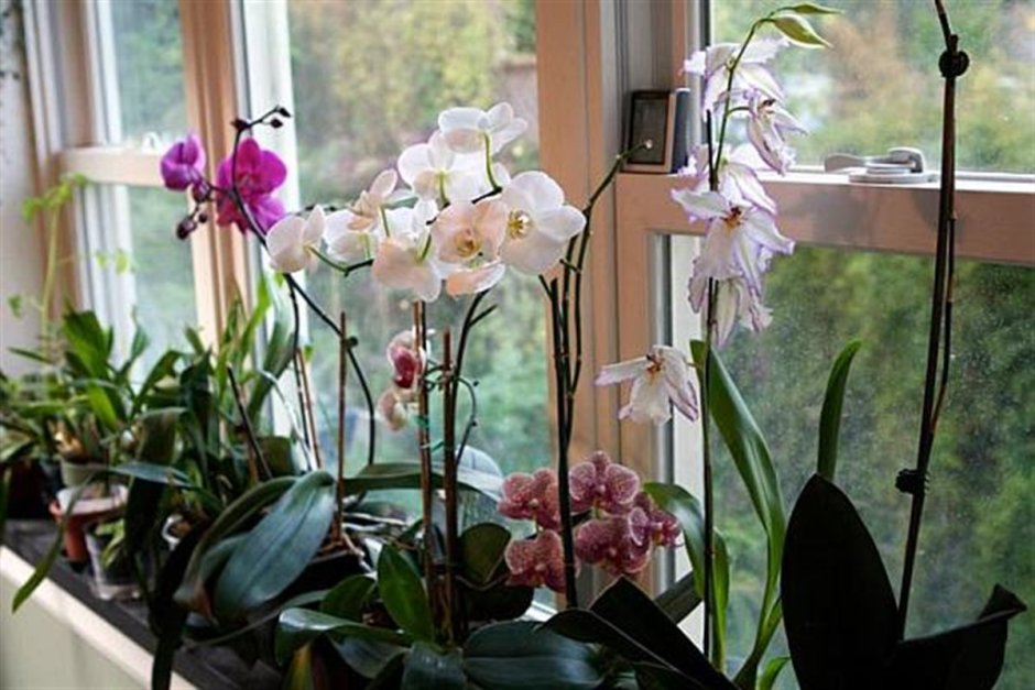 Можно ли поворачивать орхидею на подоконнике