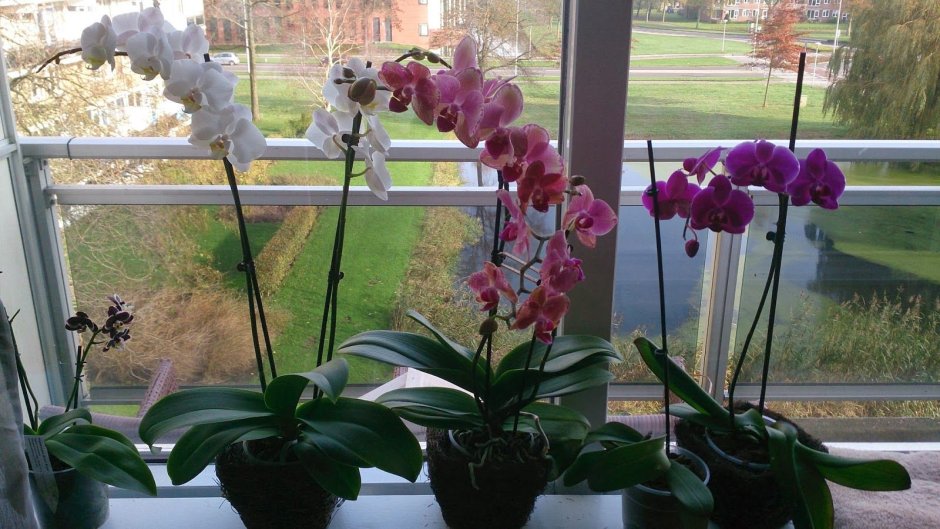 Красивые кашпо для орхидей