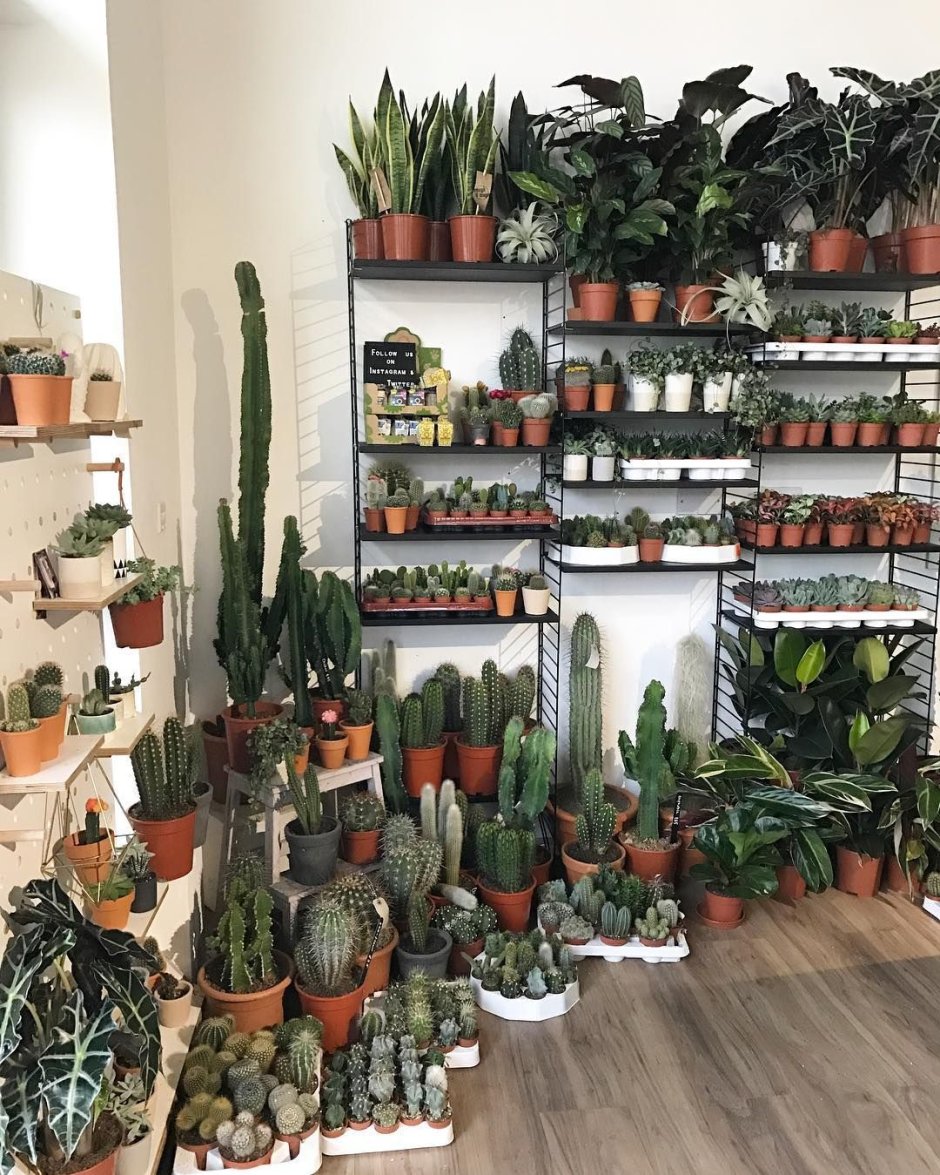 Магазин комнатных растений