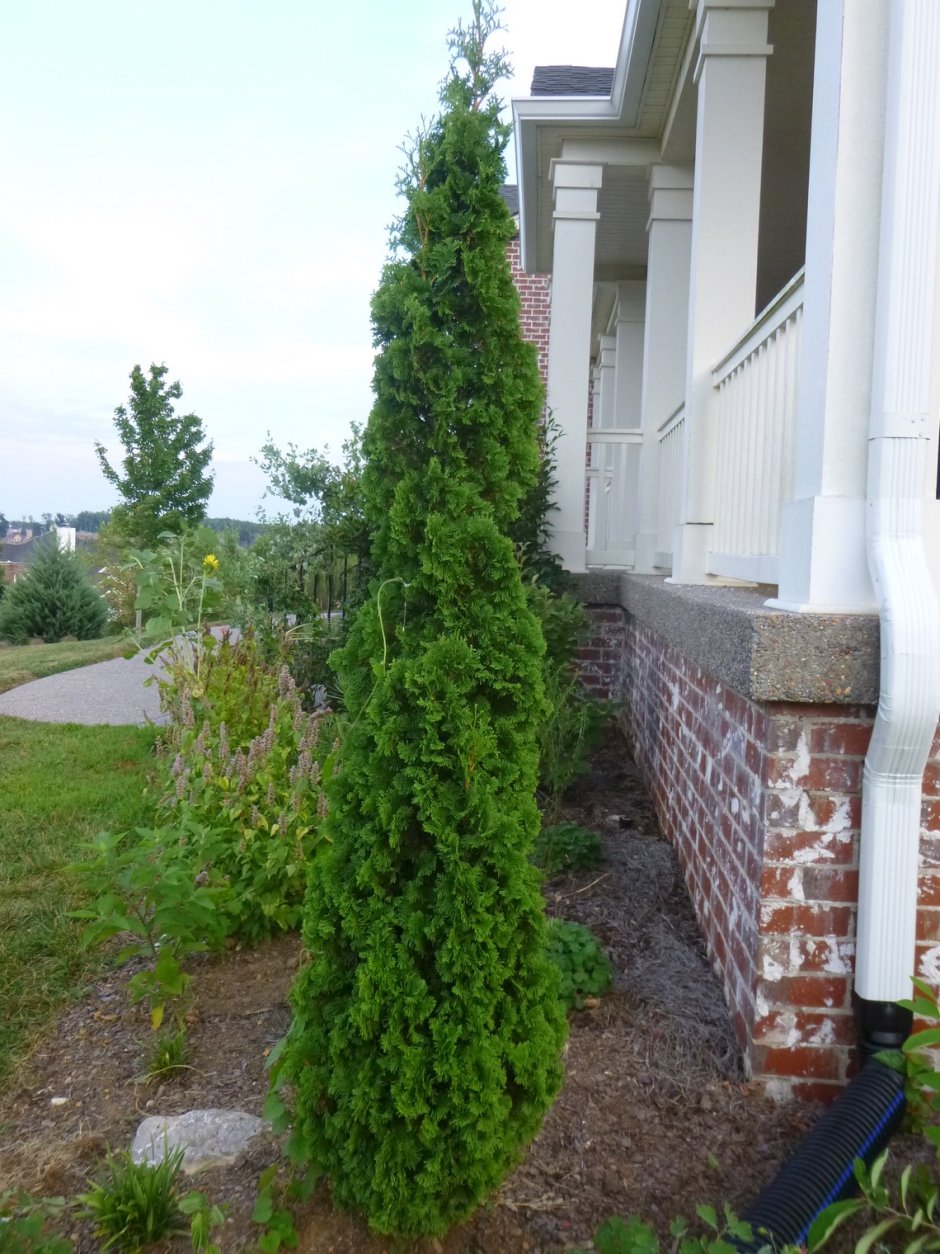 Tall narrow Evergreen