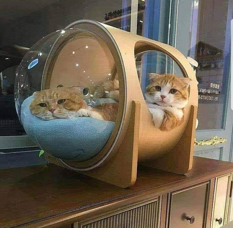 Смешные домики для кошек