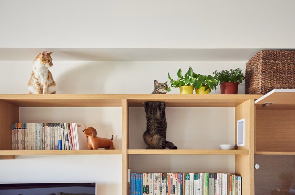 Кошка с книжной полки