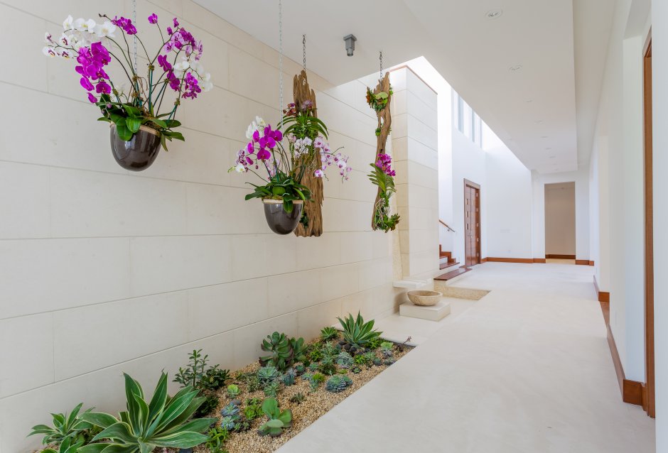 Растения в коридоре
