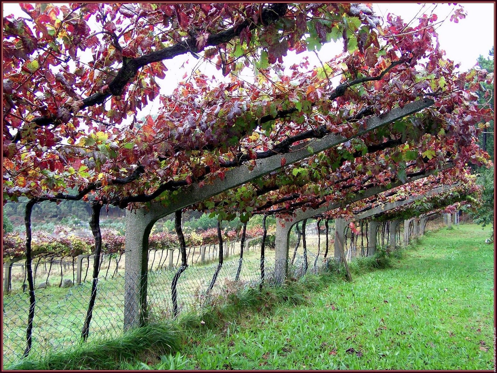 Сады с деревьями фруктовыми виноград