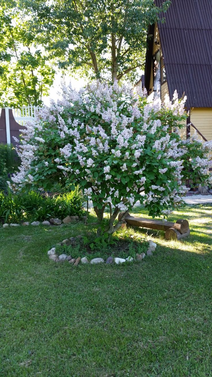 Сирень Примроуз в ландшафтном дизайне