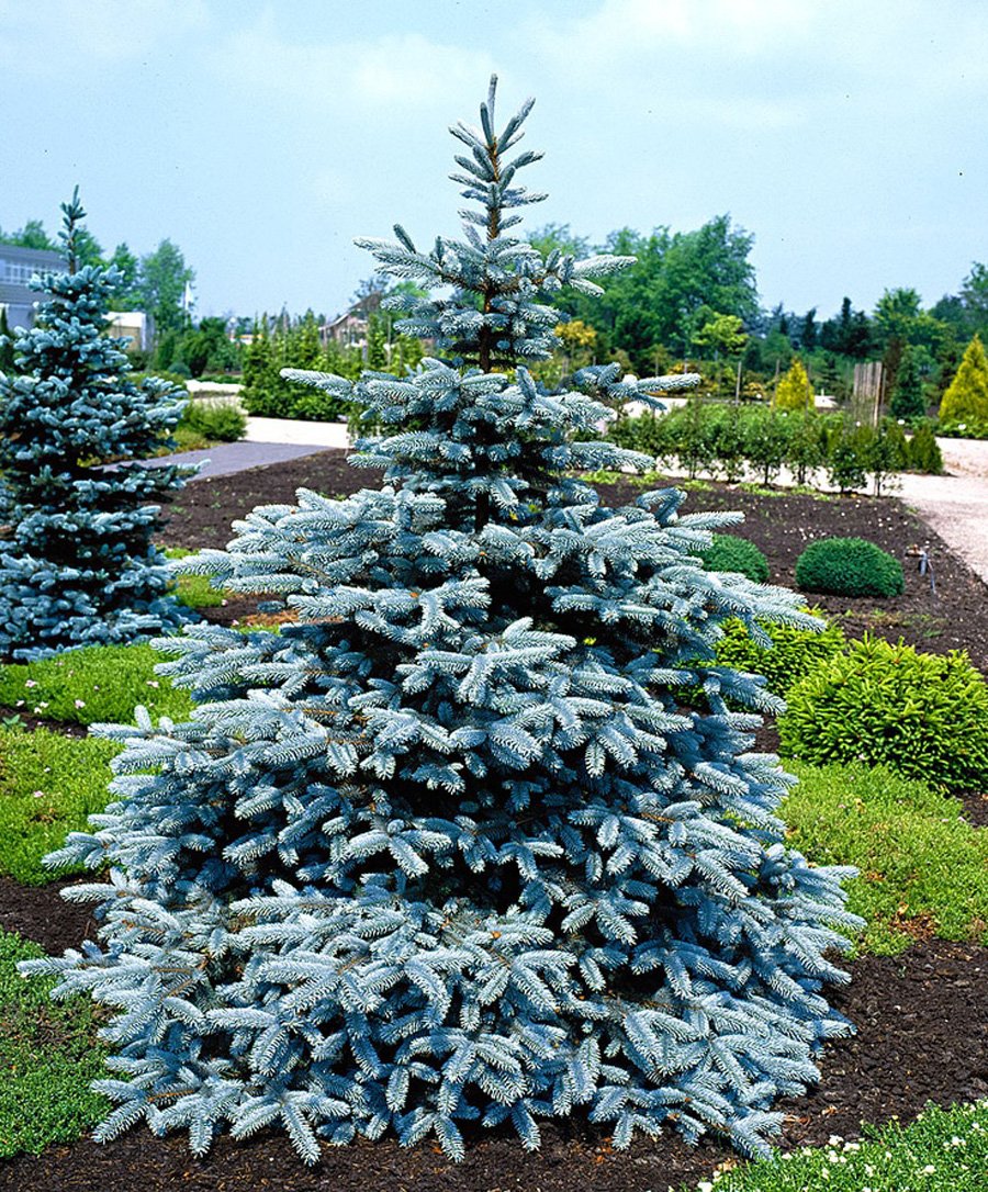 Baby Blue Colorado Spruce ель