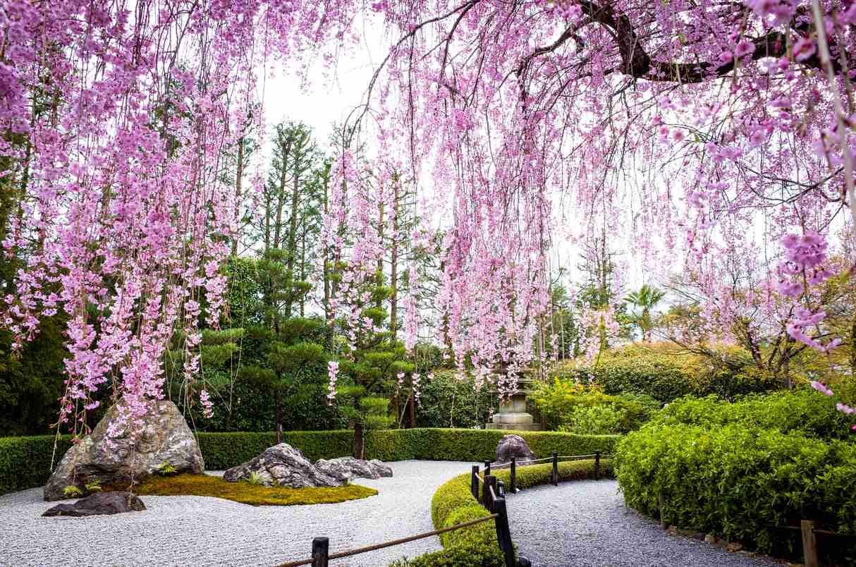 Высокое дерево с цветами. Сад Кавати Фудзи. Йокогама Япония сад Сакуры. Японский ландшафтный Сакура цветение. Аллея Сакуры в Японии цветение.