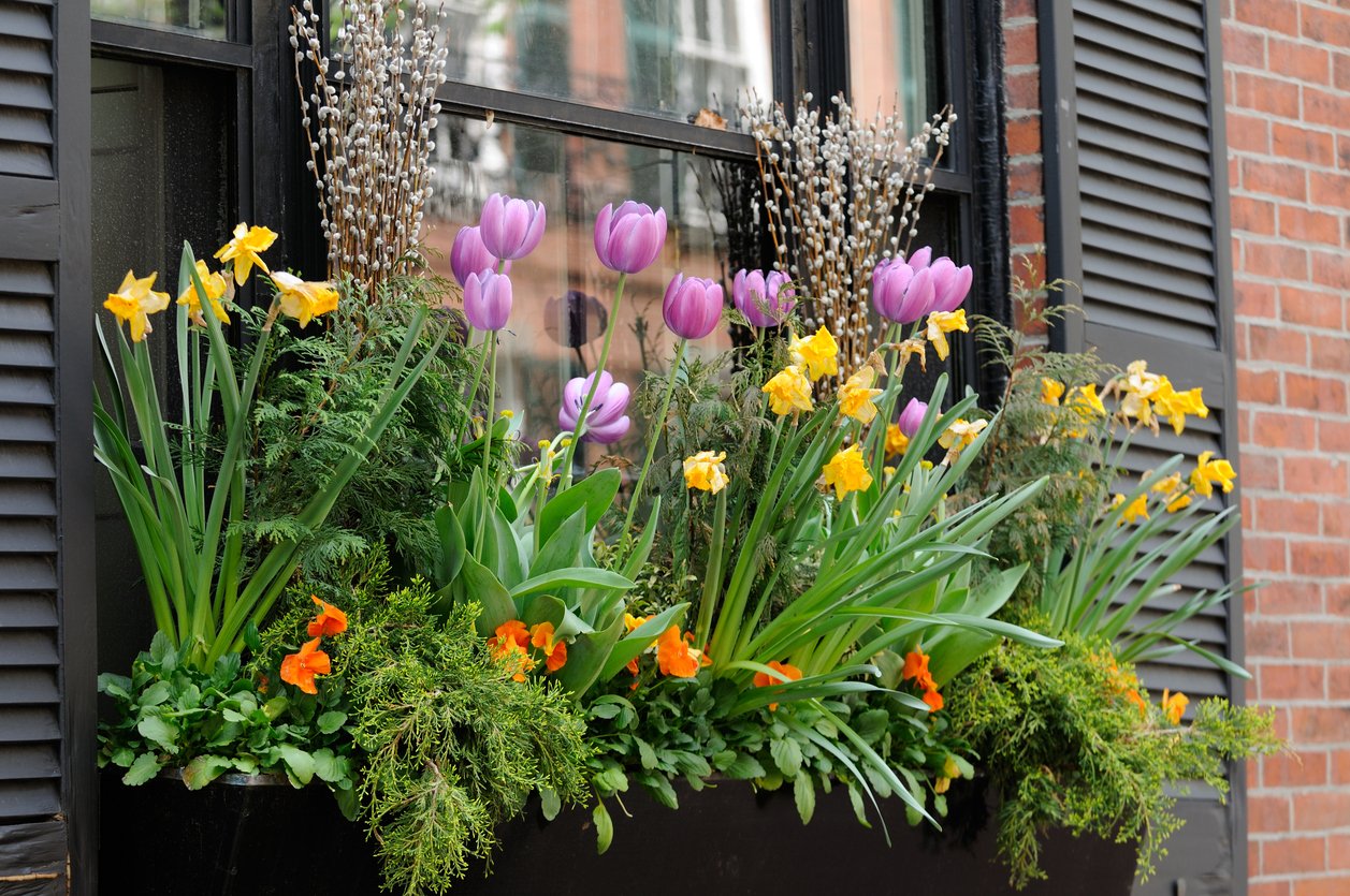 Тюльпаны на балконе зимой. Весенний палисадник тюльпаны. Фрезия на клумбе. Луковичные растения тюльпаны. Композиции с луковичными.