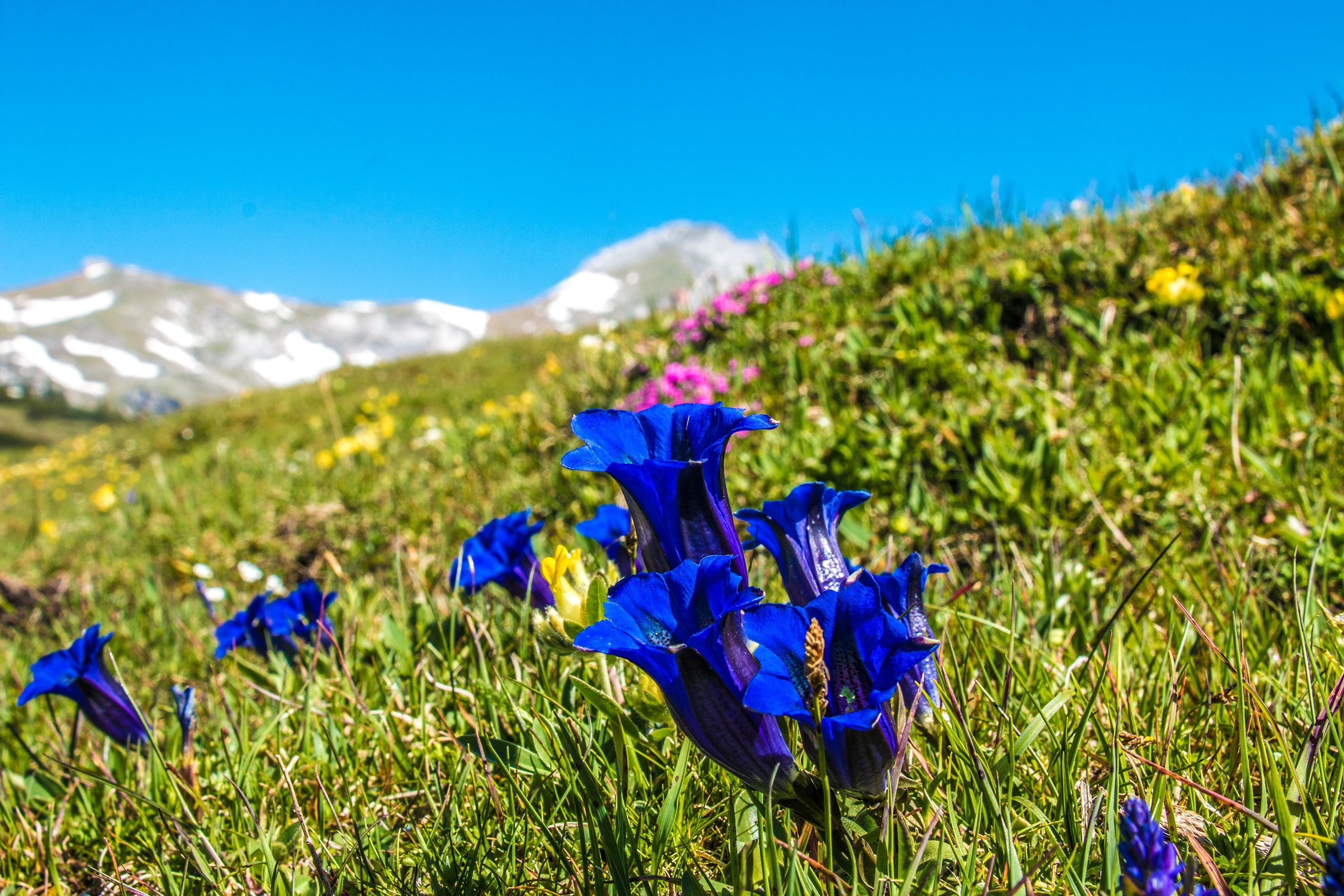 Синий цветок на лугу. Горечавка Альпийская. Голубая горечавка (Gentiana). Горечавка крупнолистная. Гималайская горечавка.