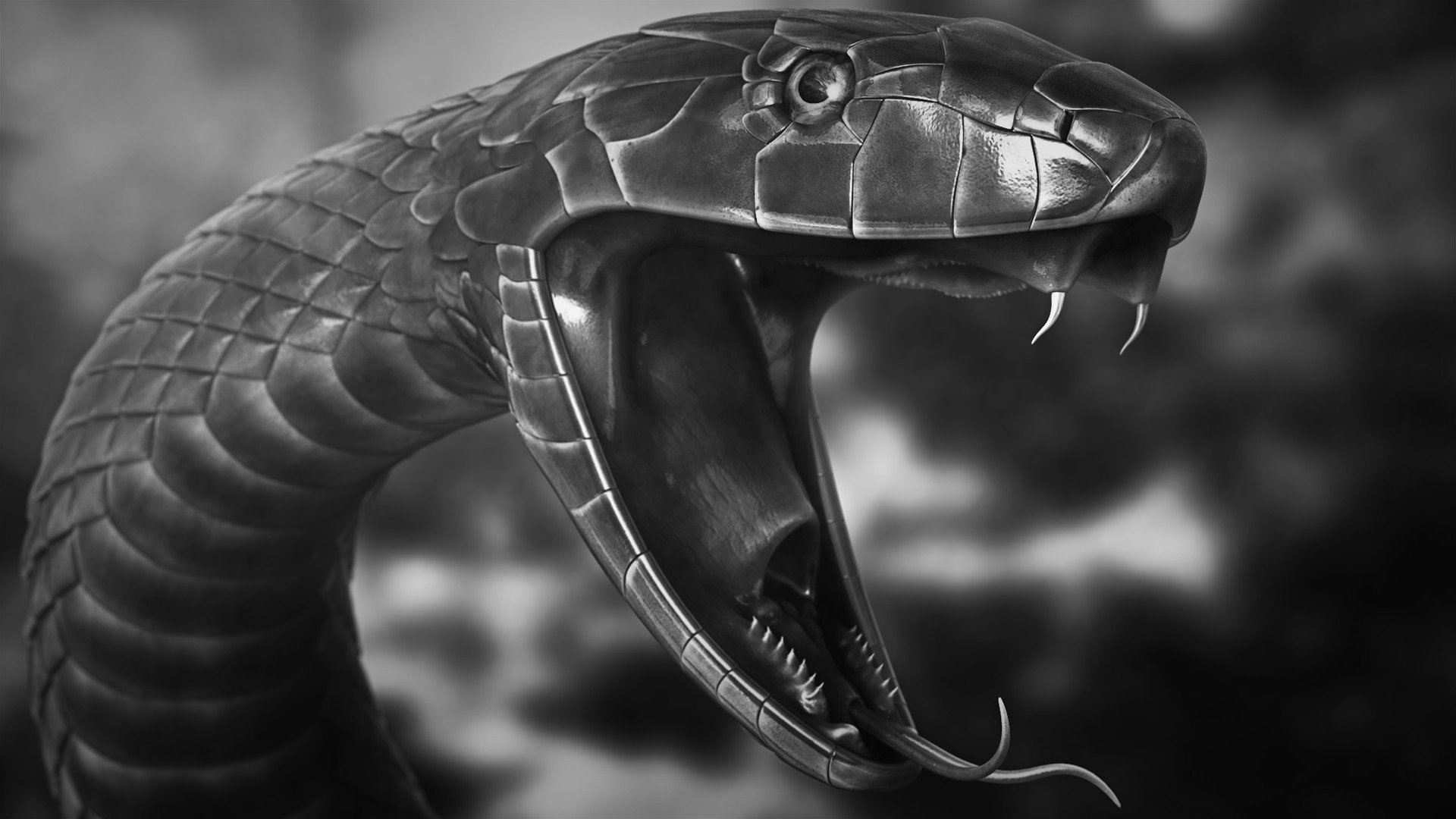 Cobra edge. Королевская Кобра черная. Чёрная Кобра змея. Чёрная мамба змея. Змея Кобра Королевская.