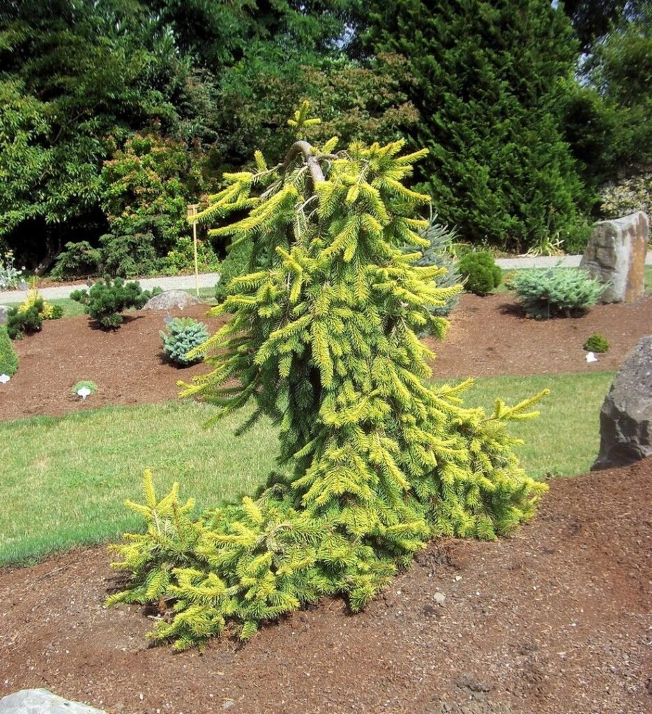Ель обыкновенная Picea Abies 'Gold Drift'