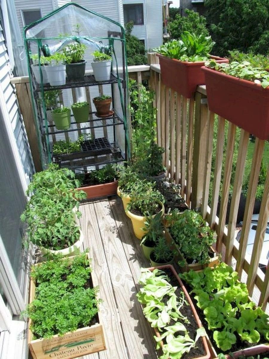 Огород на балконе