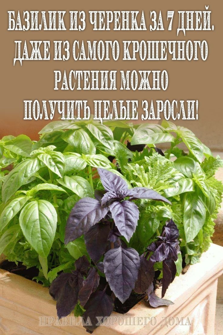 Базилик черенкование