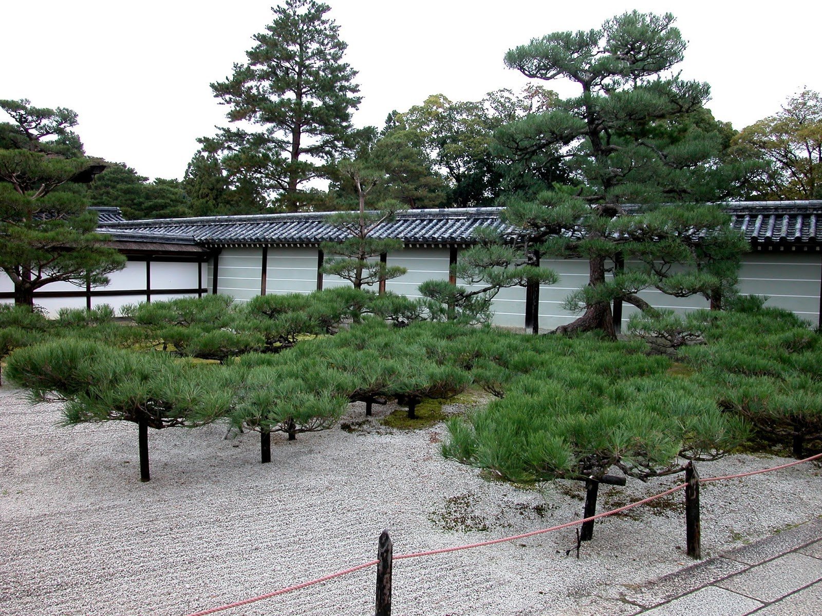 Японский сад сосна на Холме