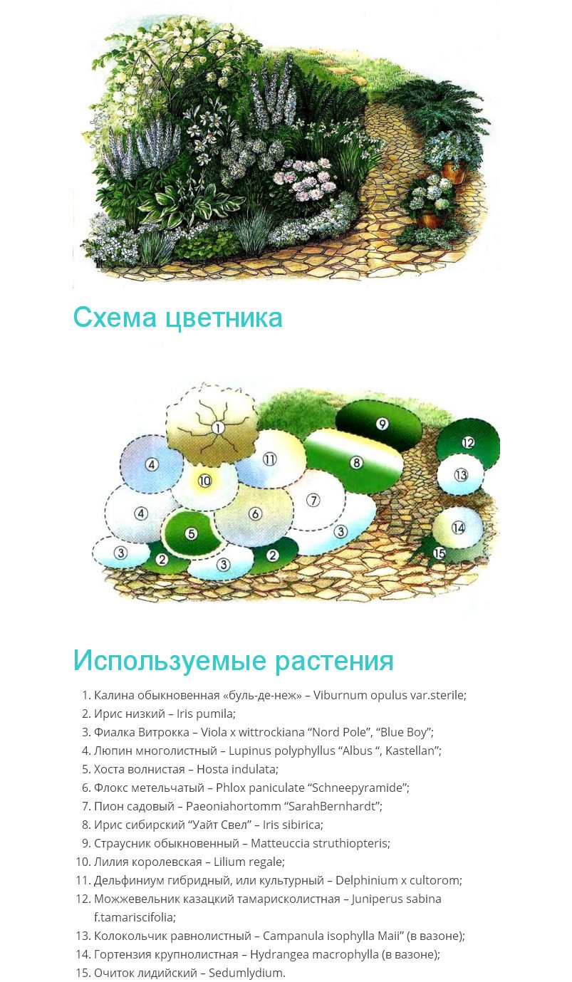 Гортензия метельчатая грандифлора