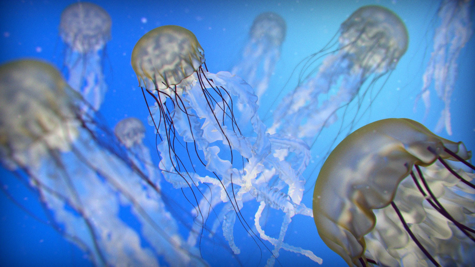 Медуза: Воскрешение медузы